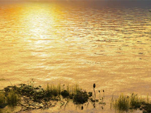 Zone umide Modello 3D