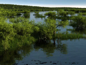 Feuchtgebiete 3D Modell