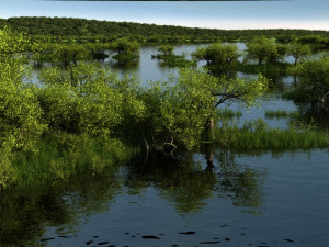 Wetlands Modèle 3D