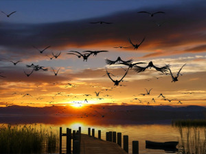 Wetlands Modelo 3D