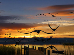 Wetlands Modèle 3D