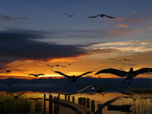 Wetlands Modèle 3D
