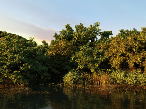 Wetlands Modèle 3D