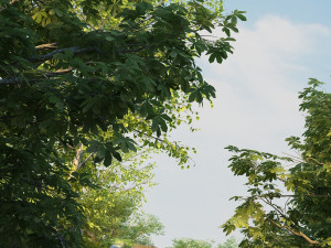 Rainforest Modelo 3D