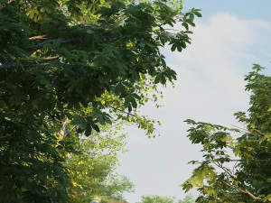 Floresta tropical Modelo 3D