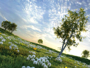 Dandelion 3D Model