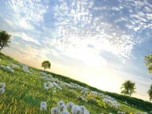 Dandelion 3D Model