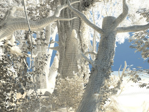 Rainforest 3D Model