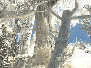 Floresta tropical Modelo 3D