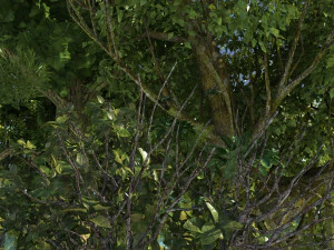 Rainforest 3D Model