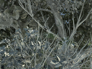 Rainforest 3D Модель