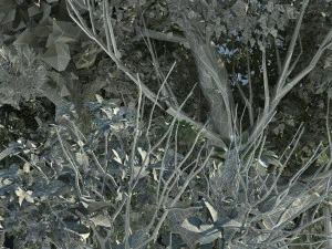 Rainforest 3D Model