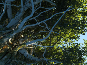 Banyan tree 3D Model