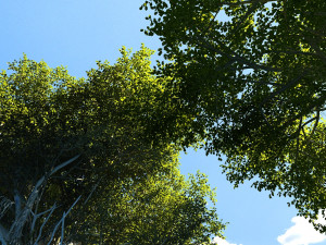 Banyan tree Modèle 3D