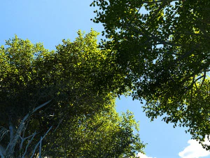Banyan tree 3D Model