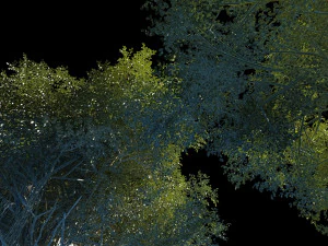 Banyan tree 3D Model