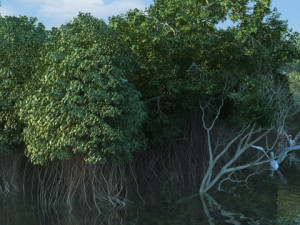 Wetlands Model 3D