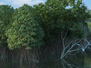 Wetlands 3D Model