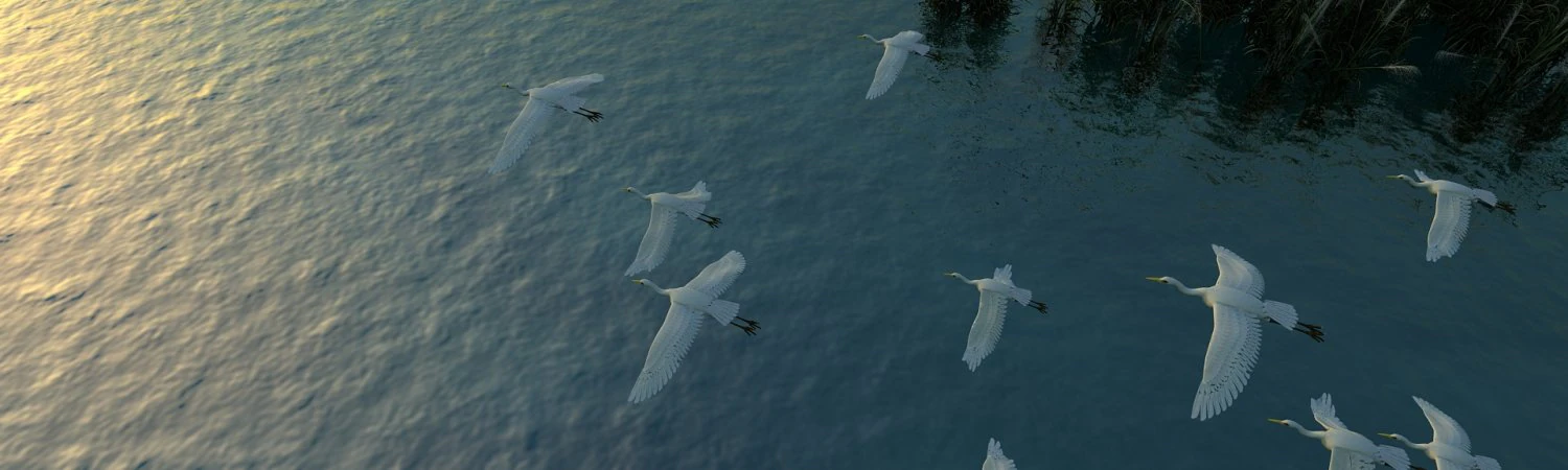 Egrets 3D Model .c4d .max .obj .3ds .fbx .stl .blend