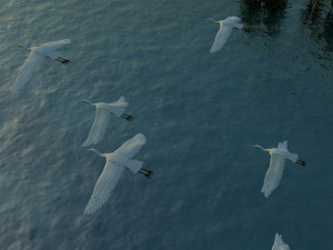 Egrets Modelo 3D