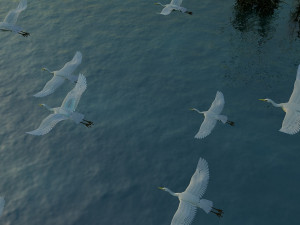 Egrets 3D Модель