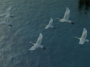 Egrets 3D Модель