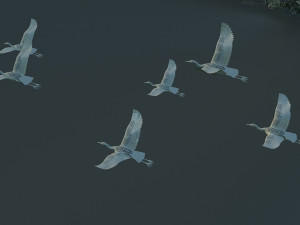 Egrets 3D Модель