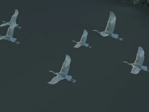 Egrets 3D Model