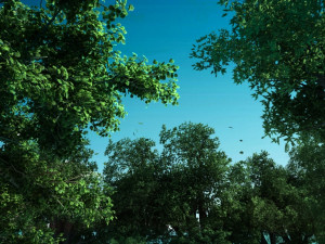 Forest Modelo 3D