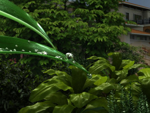 The dew on the leaves Modèle 3D