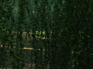 Rainforest 3D Model