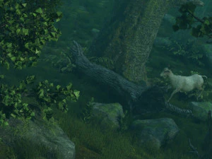 Las deszczowy Model 3D