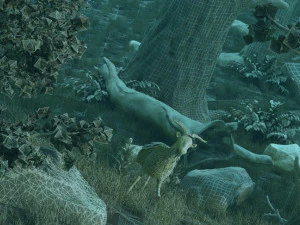 Las deszczowy Model 3D