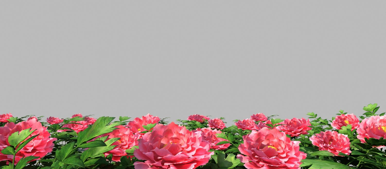 Peony 3D Model .c4d .max .obj .3ds .fbx .stl .blend 