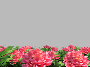 Peony Modelo 3D