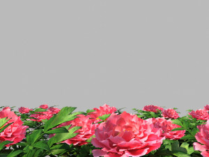 Peony Modello 3D