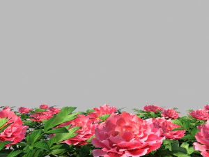Peony 3D Model