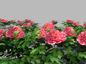 Peony 3D Model