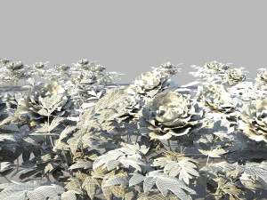 Peony 3D Model