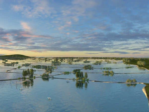 Lotus Pond 3D Model
