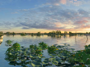 Lotus Pond Modèle 3D