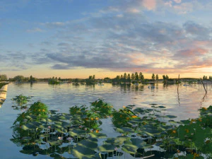Lotus Pond 3D Model
