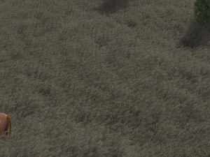 Wheat field 3D मॉडल