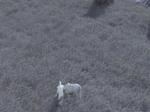 Wheat field 3D मॉडल