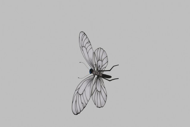 Butterfly 3D 模型 .c4d .max .obj .3ds .fbx .stl .blend 