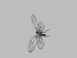 Butterfly Modelo 3D