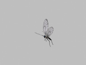 Butterfly 3D 模型