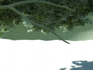 Vine 3D 模型
