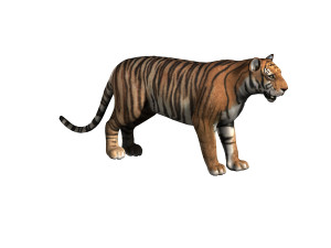 Tiger 3D Модель