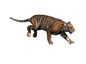 Tiger 3D मॉडल
